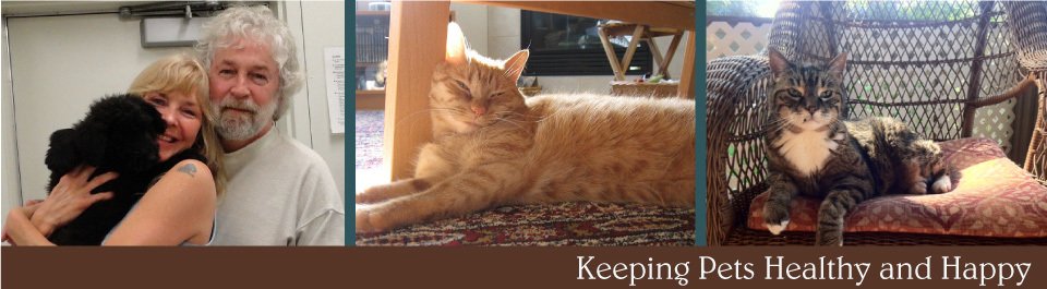 Keeping Pets Healthy and Happy | woman and man with puppy, cats lounging in sun