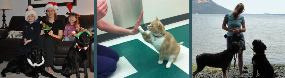 Christmas / cat high five